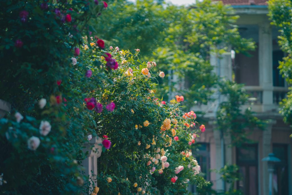 pexels 883330062 32519452