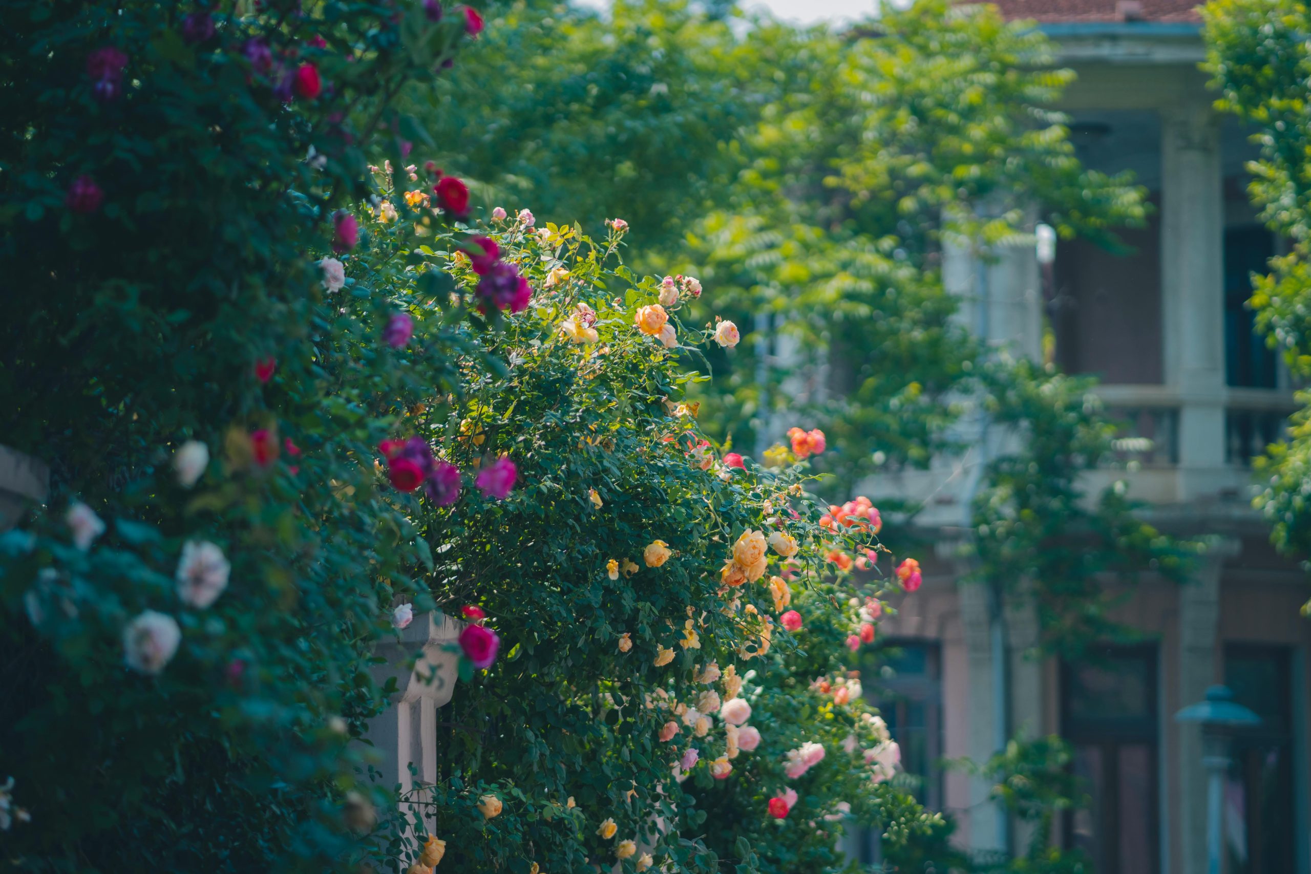 pexels 883330062 32519452 pexels 883330062 32519452